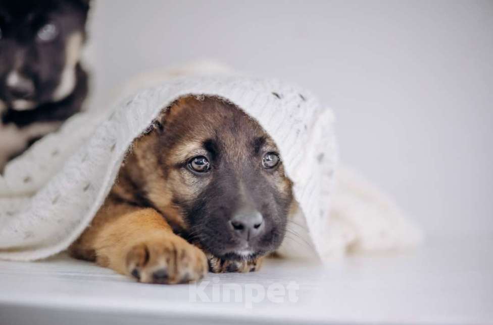 Собаки в Видном: Мия Девочка, Бесплатно - фото 3