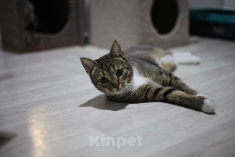 Кошки в Санкт-Петербурге: Нежная кошечка Тася Девочка, Бесплатно - фото 3