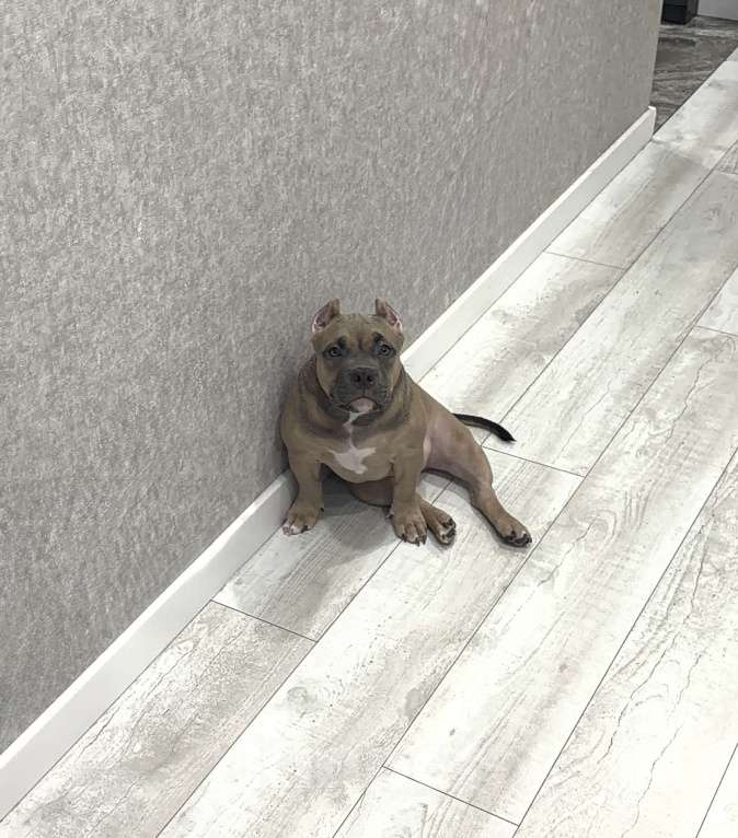 Собаки в Новосибирске: Щенок Американский булли Девочка, 65 000 руб. - фото 3