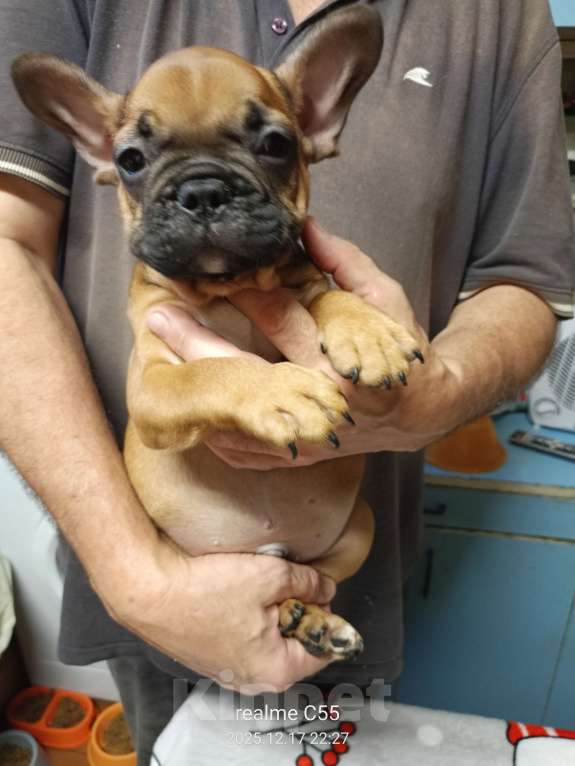 Собаки в Омске: Продаем щенков французкого бульдога Мальчик, Бесплатно - фото 10