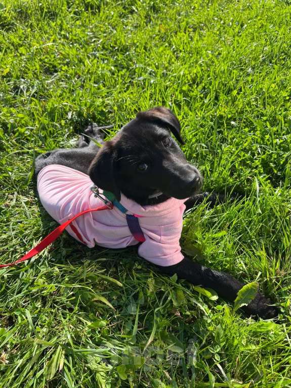 Собаки в Казани: СРОЧНО щенок в добрые руки Девочка, Бесплатно - фото 8