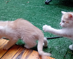 Кошки в Кемерово: Котята Мальчик, Бесплатно - фото 1