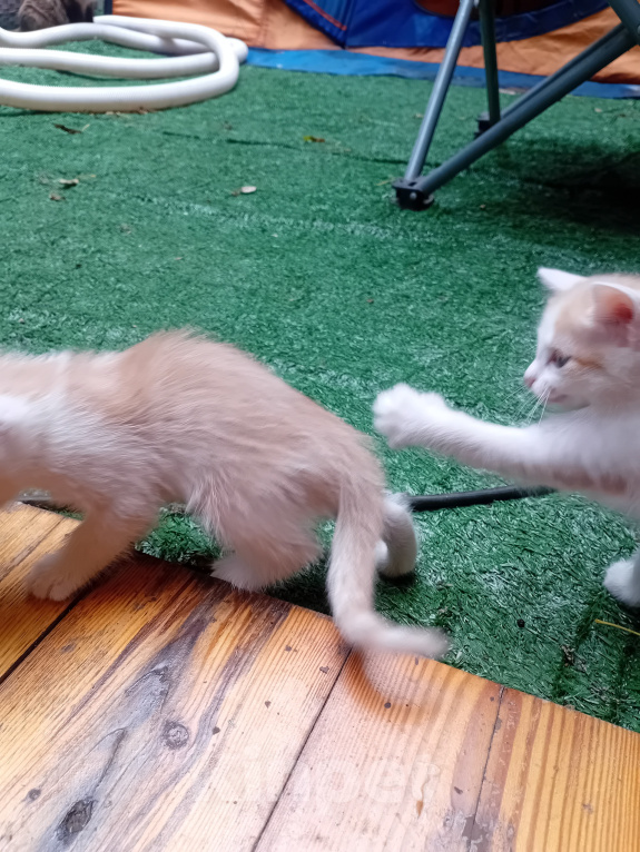 Кошки в Кемерово: Котята Мальчик, Бесплатно - фото 1