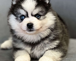 Собаки в Санкт-Петербурге: Шикарный мальчик помски  Мальчик, Бесплатно - фото 6