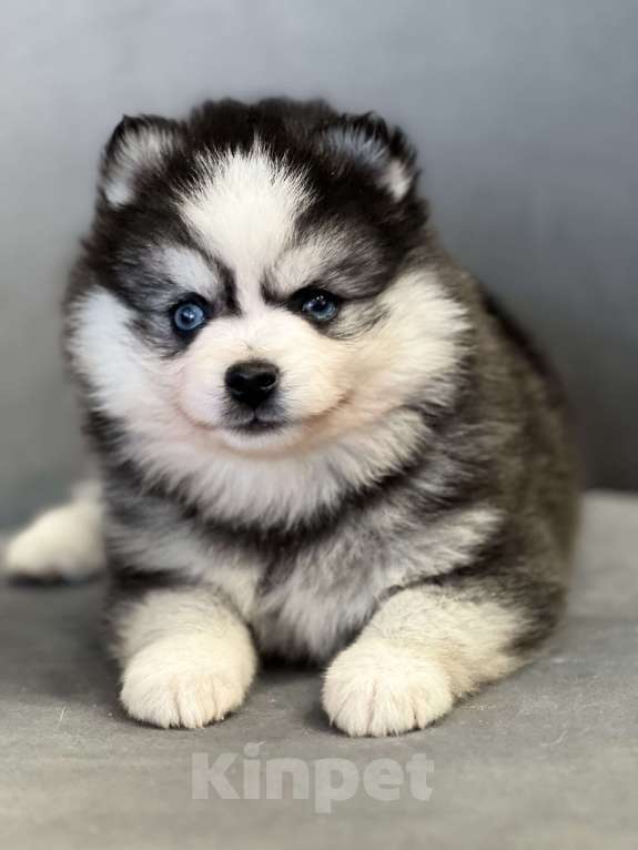 Собаки в Санкт-Петербурге: Шикарный мальчик помски  Мальчик, Бесплатно - фото 6