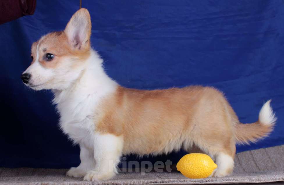 Собаки в Москве: вельш корги пемброк щенки от Интерчемпиона Мальчик, 80 000 руб. - фото 9