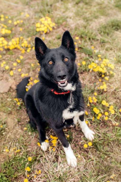 Собаки в Москве: Сева — добрый и верный пёс, который уже 6 лет ищет свою семью.  Мальчик, Бесплатно - фото 3