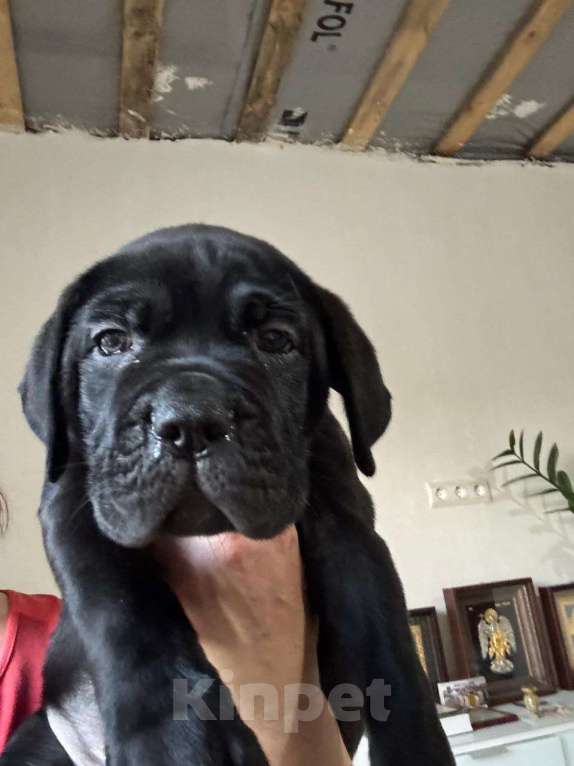 Собаки в Москве: Щенки Кане Корсо Мальчик, 70 000 руб. - фото 5