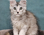 Кошки в Мытищах: Котёнок Мейн-кун Девочка, 40 000 руб. - фото 3
