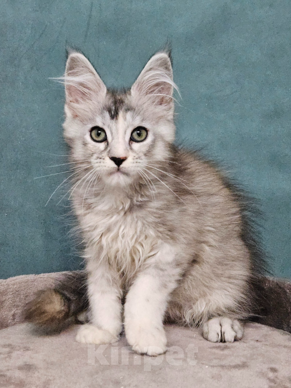 Кошки в Мытищах: Котёнок Мейн-кун Девочка, 40 000 руб. - фото 3