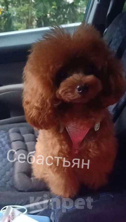 Собаки в Сочи: вязка той-пудель тикап Мальчик, 20 000 руб. - фото 4