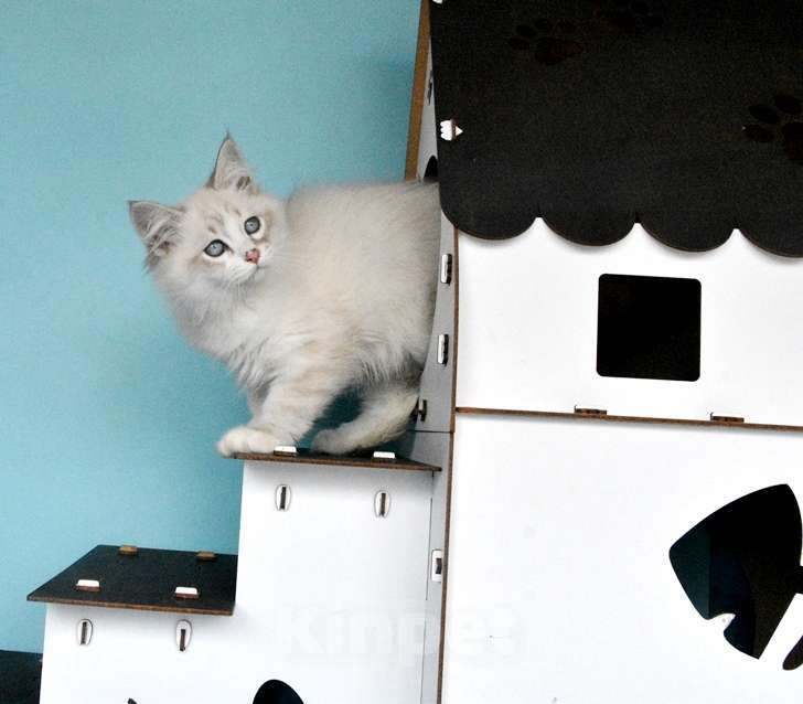 Кошки в Москве: Синеглазый сибирский котик Мальчик, Бесплатно - фото 1