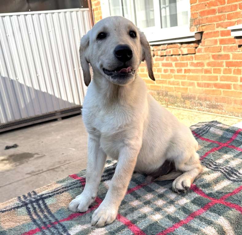 Собаки в Краснодаре: Щенки лабрадора палевые ркф Мальчик, 25 000 руб. - фото 4