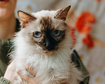 Кошки в Москве: Сима из кошачьей квартиры. Девочка, Бесплатно - фото 3