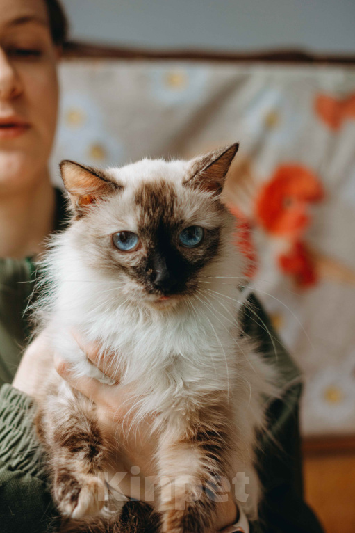 Кошки в Москве: Сима из кошачьей квартиры. Девочка, Бесплатно - фото 3