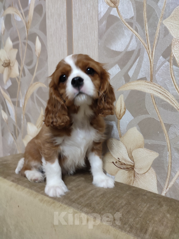 Собаки в Владимире: Щенки Кавалер Кинг Чарльз Спаниеля РКФ Мальчик, 75 000 руб. - фото 2
