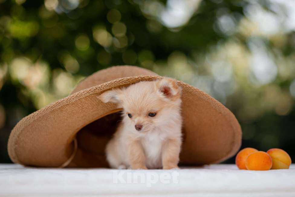Собаки в других городах Краснодарского края: Щенок Чихуахуа Мальчик, 60 000 руб. - фото 5