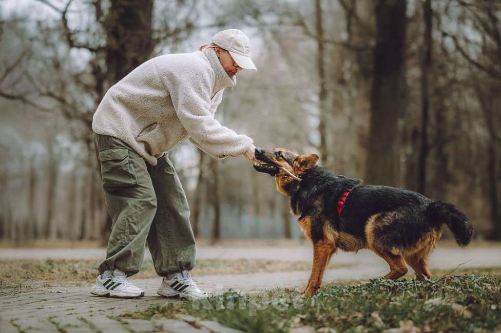 Собаки в Москве: Фьючерс - настоящий медвежонок! В добрые руки Мальчик, Бесплатно - фото 10