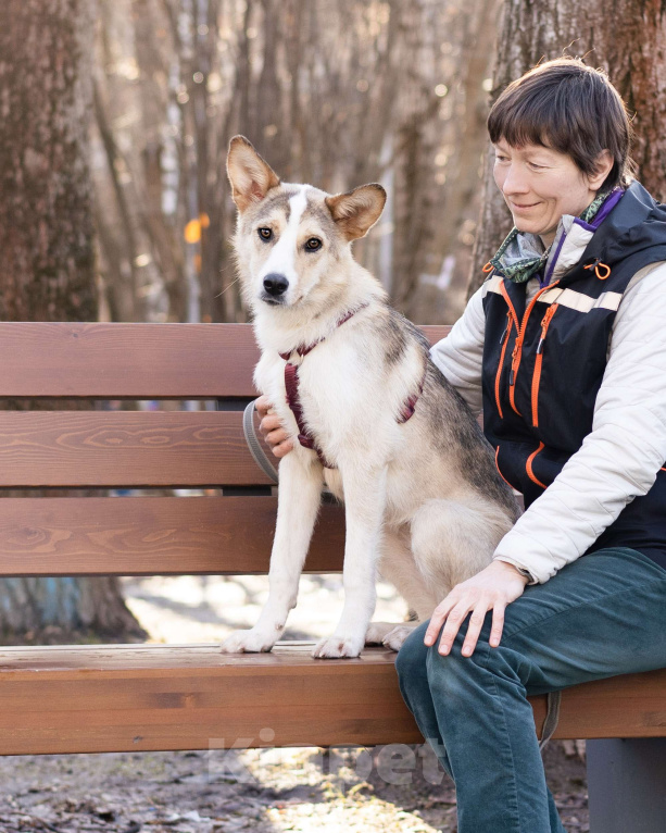 Собаки в Москве: Собака-компаньон в добрые руки Девочка, Бесплатно - фото 2