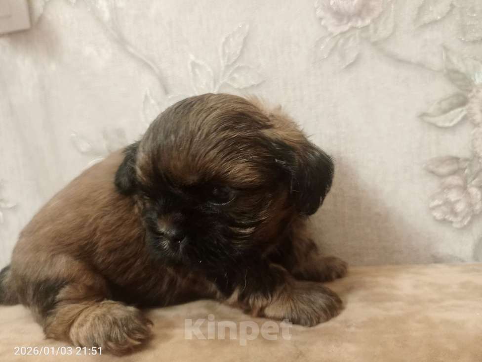 Собаки в Санкт-Петербурге: золотой ши-тцу Мальчик, 30 000 руб. - фото 3