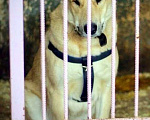 Собаки в Наро-Фоминске: Умка – наиумнейший  Мальчик, Бесплатно - фото 7