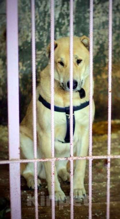 Собаки в Наро-Фоминске: Умка – наиумнейший  Мальчик, Бесплатно - фото 7