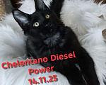 Кошки в Санкт-Петербурге: Chelentano Diesel Power Мальчик, 120 000 руб. - фото 6