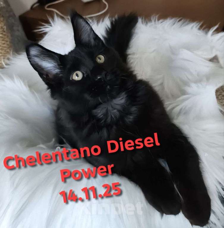 Кошки в Санкт-Петербурге: Chelentano Diesel Power Мальчик, 120 000 руб. - фото 6