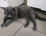 Кошки в Москве: Котик Тайсон ищет дом Мальчик, Бесплатно - фото 2