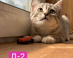 Кошки в Москве: Шотландские котята в добрые руки, 1 руб. - фото 9