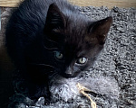 Кошки в Пушкино: Котик в добрые руки Мальчик, 10 руб. - фото 1