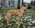 Собаки в Москве: Коленька Мальчик, Бесплатно - фото 1