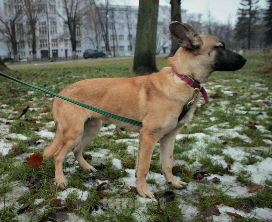 Собаки в Москве: Коленька Мальчик, Бесплатно - фото 1