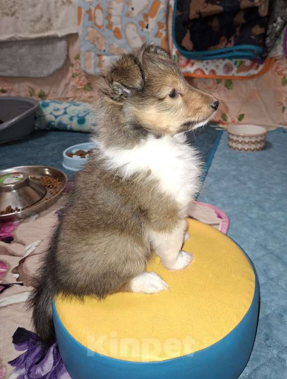 Собаки в Вологде: Очаровательный щенок шелти Мальчик, Бесплатно - фото 6