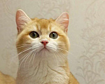 Кошки в Санкт-Петербурге: Армани Мальчик, 100 000 руб. - фото 3