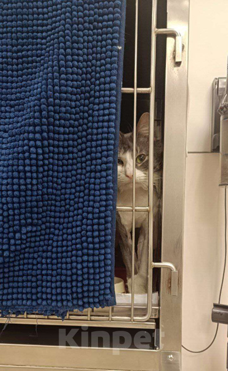 Кошки в Москве: Кот Матроскин ищет верного друга Мальчик, Бесплатно - фото 2