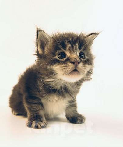 Кошки в Москве: Котята мейн кун из элитного питомника Caressa Мальчик, 35 000 руб. - фото 2