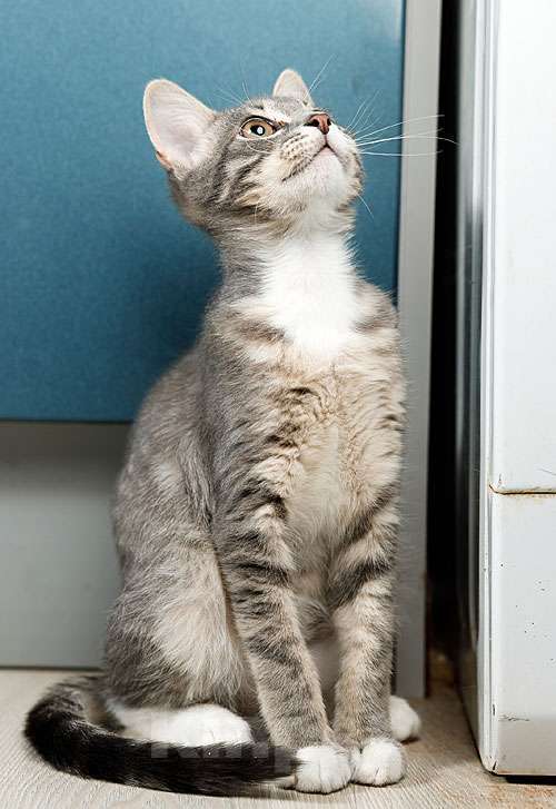 Кошки в Москве: Котёнок Листик, полосатый ангелочек ищет дом Мальчик, 10 руб. - фото 5