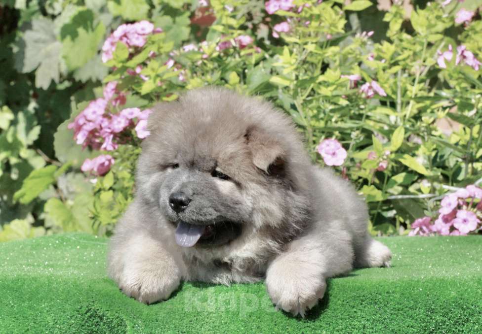 Собаки в Оренбурге: Щенок чау- Франт Корица Люкс,   Мальчик, 80 000 руб. - фото 6