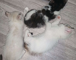 Кошки в Ижевске: Котята 2 месяца Разнополые, 1 500 руб. - фото 5