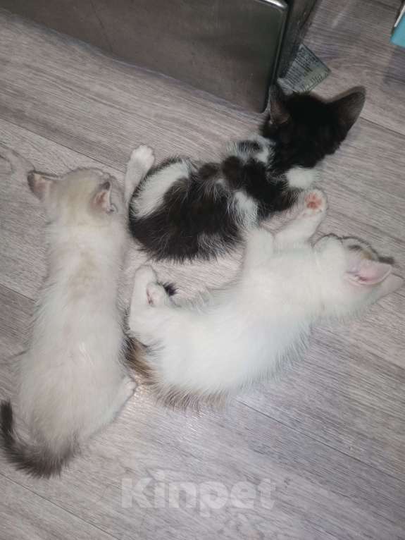 Кошки в Ижевске: Котята 2 месяца Разнополые, 1 500 руб. - фото 5