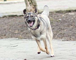 Собаки в Ростове-на-Дону: Собака ищет хозяина ✨ Девочка, Бесплатно - фото 1