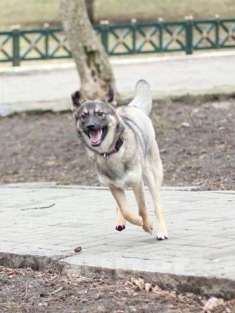 Собаки в Ростове-на-Дону: Собака ищет хозяина ✨ Девочка, Бесплатно - фото 1