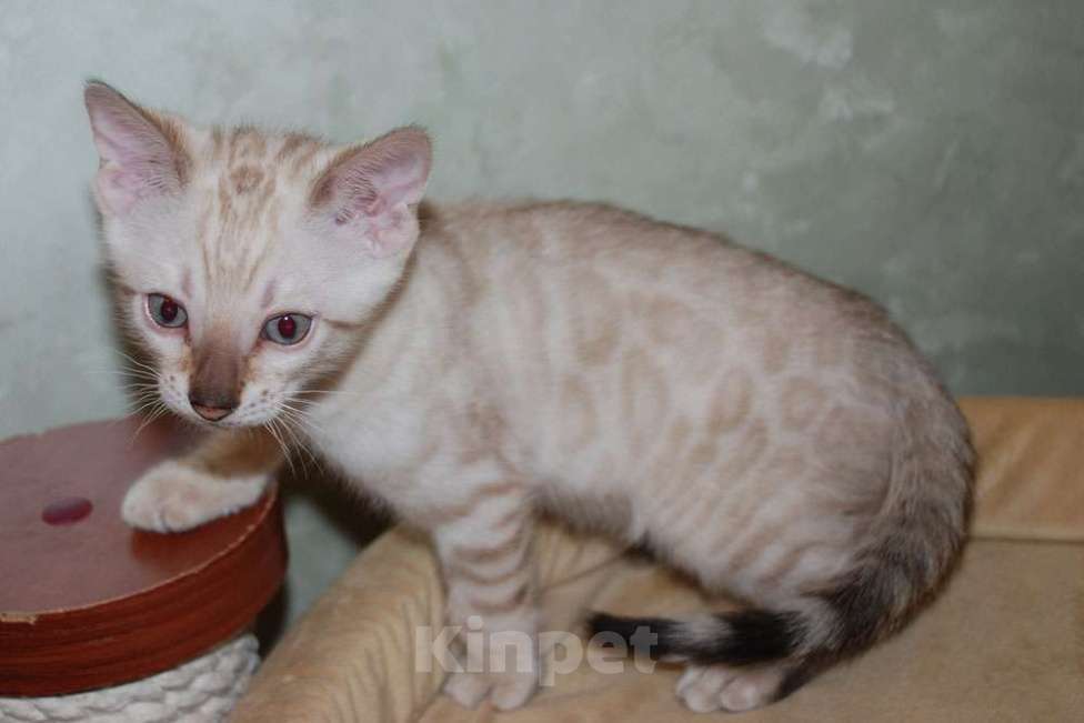 Кошки в Москве: Бенгальские котята снежного окраса Мальчик, 50 000 руб. - фото 7