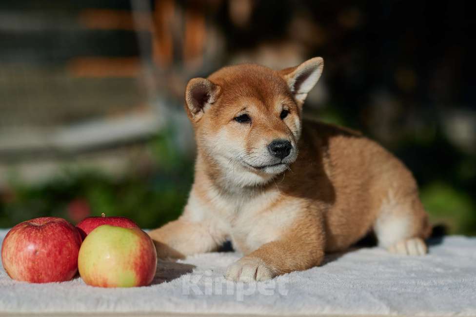 Собаки в Екатеринбурге: Девочка сиба-ину РКФ  Девочка, 55 000 руб. - фото 1