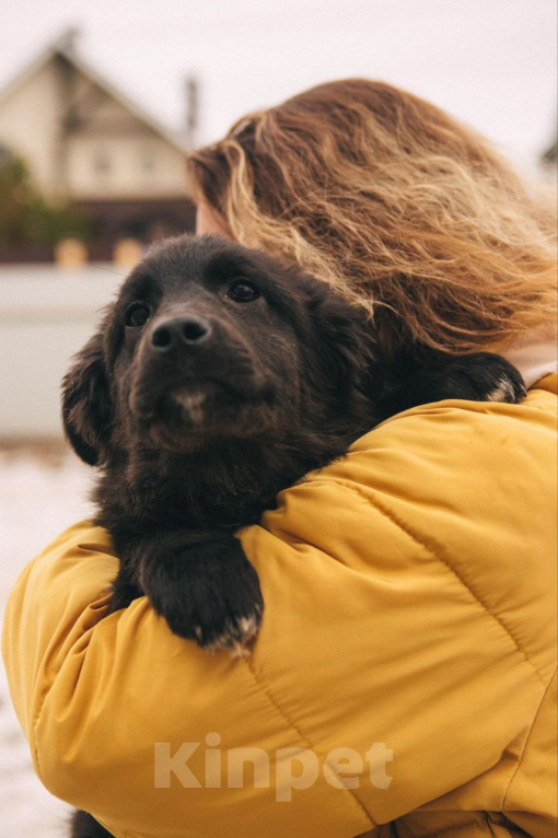 Собаки в Рязани: Баффи - умная малышка Девочка, Бесплатно - фото 3