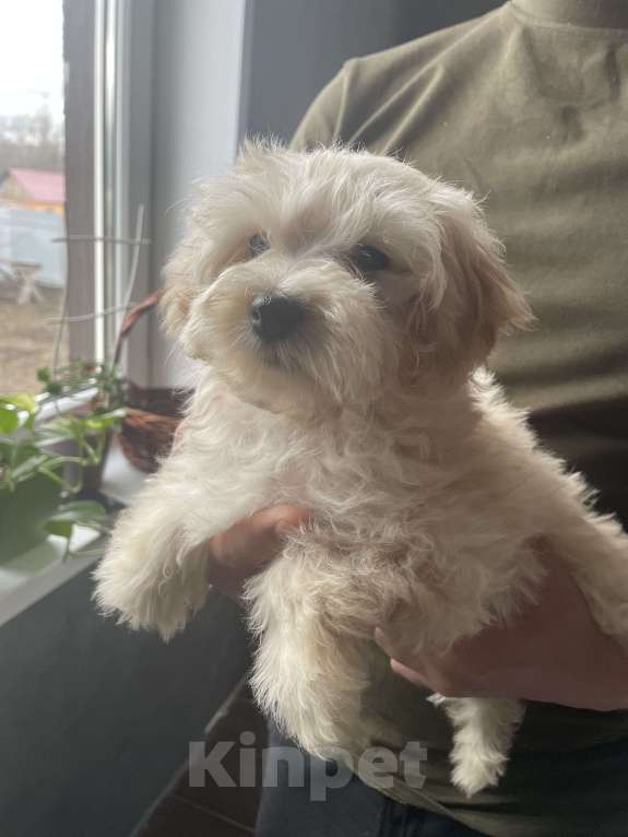 Собаки в Строителе: Мальтипу f1 девочка 2,5 месяца Девочка, 40 000 руб. - фото 3