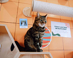 Кошки в других городах Московской области: Маришка в поисках дома Девочка, Бесплатно - фото 3