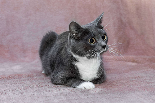 кошка Жемчужина ищет дом