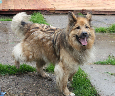 Мишка в поисках дома и своей семьи 
